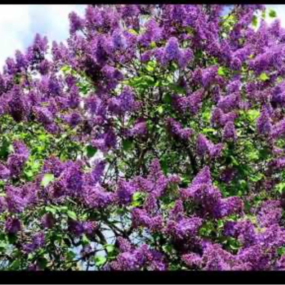 Lilac Bush Fragrant blooms 💜2 small bushes💜
